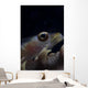 Close-up Whip Coral Goby Right Wall Decal