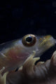 Close-up Whip Coral Goby Right Wall Decal