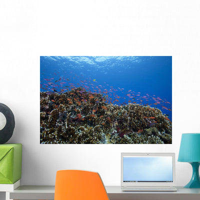 Schooling Anthias Fish Landscape Wall Decal shown on a wall