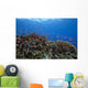 Schooling Anthias Fish Landscape Wall Decal