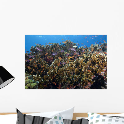 Schooling Anthias Fish Close-up Wall Decal shown on a wall