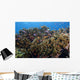 Schooling Anthias Fish Close-up Wall Decal