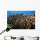 Schooling Anthias Fish Close-up Wall Decal