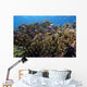 Schooling Anthias Fish Close-up Wall Decal