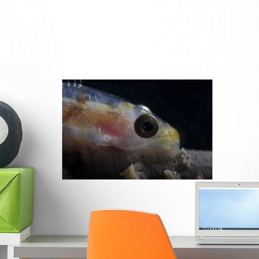 Close-up Whip Coral Goby Wall Decal