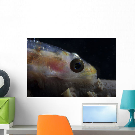 Close-up Whip Coral Goby Wall Decal