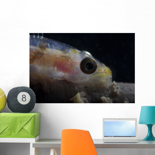 Close-up Whip Coral Goby Wall Decal