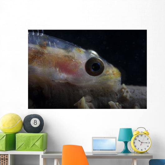Close-up Whip Coral Goby Wall Decal