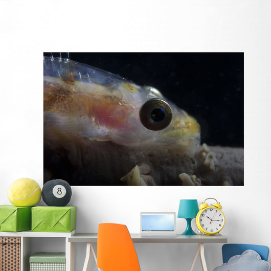 Close-up Whip Coral Goby Wall Decal