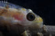 Close-up Whip Coral Goby Wall Decal
