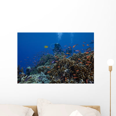 Diver and Schooling Anthias Wall Decal shown on a wall
