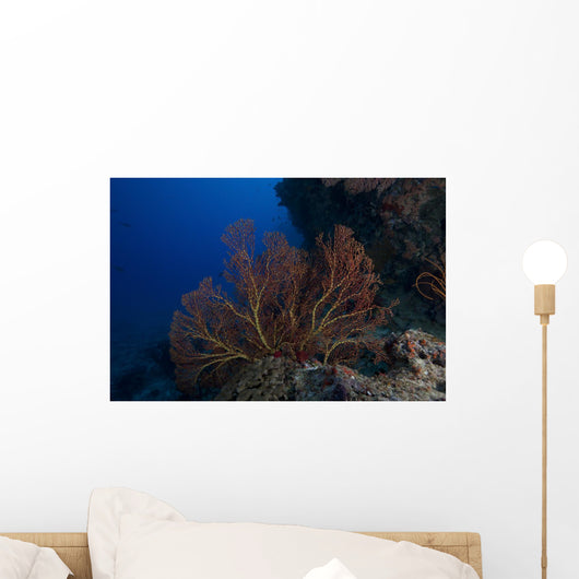 Large Gorgonian Sea Fan Wall Decal