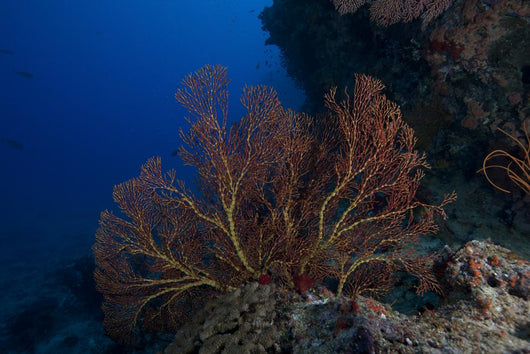 Large Gorgonian Sea Fan Wall Decal