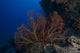 Large Gorgonian Sea Fan Wall Decal