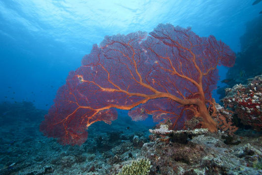 Large Gorgonian Sea Fan Light Wall Decal