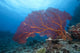 Large Gorgonian Sea Fan Light Wall Decal