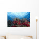 Schooling Anthias Fish Dense Wall Decal