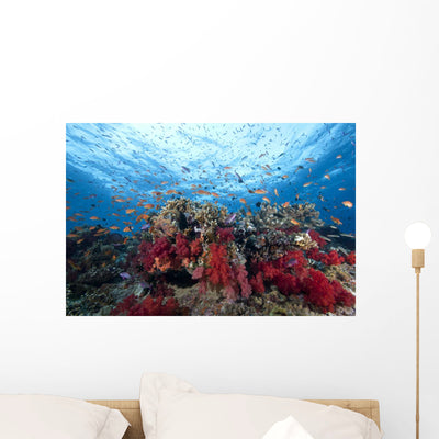 Schooling Anthias Fish Dense Wall Decal shown on a wall