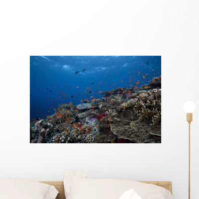 Schooling Anthias Fish Wide Picture Wall Decal shown on a wall