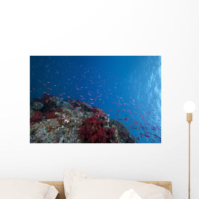 Schooling Anthias Fish Looking Up Wall Decal shown on a wall