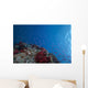 Schooling Anthias Fish Looking Up Wall Decal