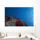 Schooling Anthias Fish Looking Up Wall Decal