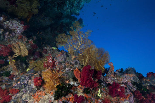 Soft Corals and Gorgonian Wall Decal