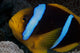 Orange-fin Anemonefish Its Host Wall Decal