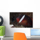 Tomato Clownfish Its Host Close-up Wall Decal