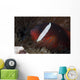 Tomato Clownfish Its Host Close-up Wall Decal
