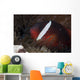 Tomato Clownfish Its Host Close-up Wall Decal