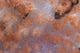 Orange Tree Coral Fijian Wall Decal