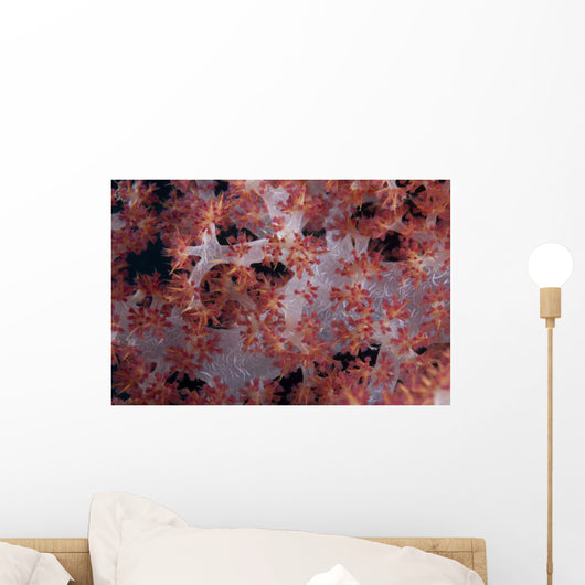 Red Tree Coral Fijian Angled Wall Decal
