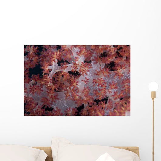 Red Tree Coral Fijian Angled Wall Decal