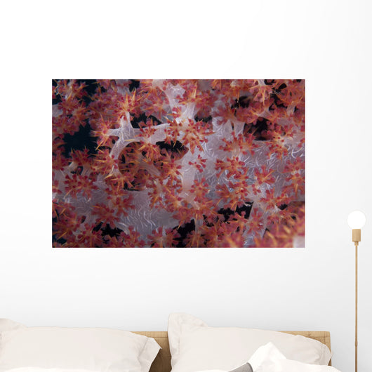 Red Tree Coral Fijian Angled Wall Decal