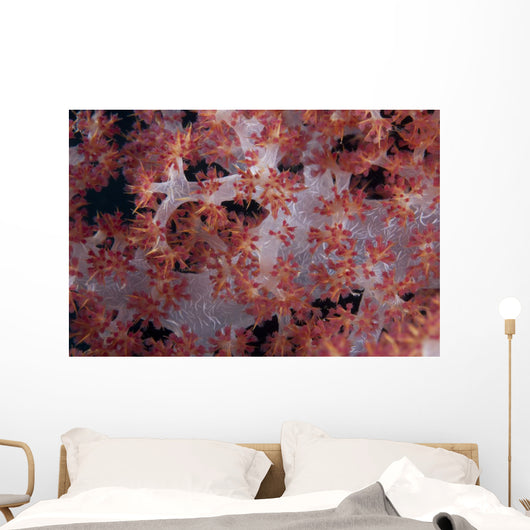Red Tree Coral Fijian Angled Wall Decal