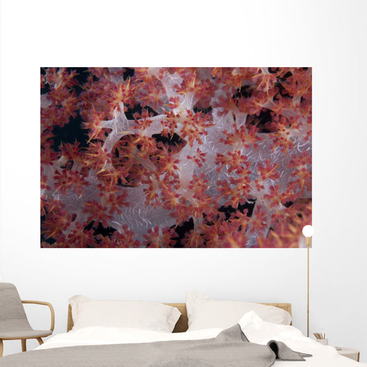 Red Tree Coral Fijian Angled Wall Decal