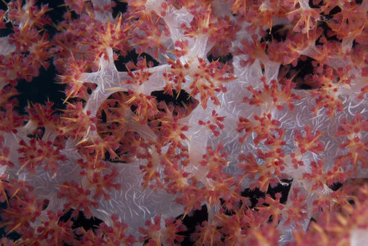 Red Tree Coral Fijian Angled Wall Decal