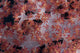 Red Tree Coral Fijian Angled Wall Decal