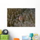 Pink Anemonefish Its Host Distant Wall Decal