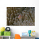 Pink Anemonefish Its Host Distant Wall Decal