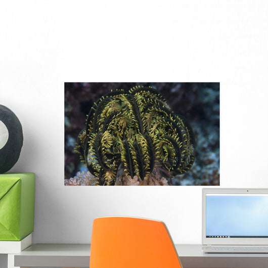 Yellow Crinoid Feather Star Wall Decal