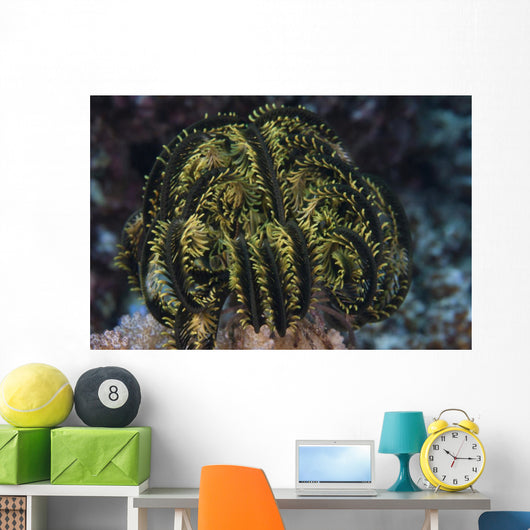 Yellow Crinoid Feather Star Wall Decal