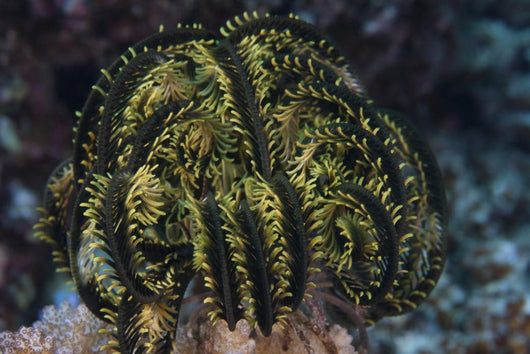 Yellow Crinoid Feather Star Wall Decal