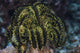 Yellow Crinoid Feather Star Wall Decal