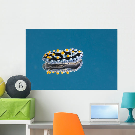 Phyllidia Coelestis Nudibranch Blue Light Wall Decal