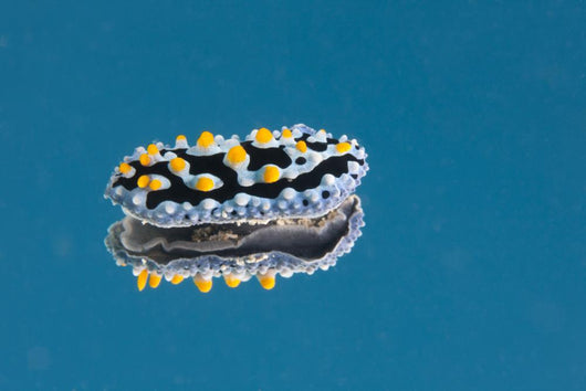 Phyllidia Coelestis Nudibranch Blue Light Wall Decal
