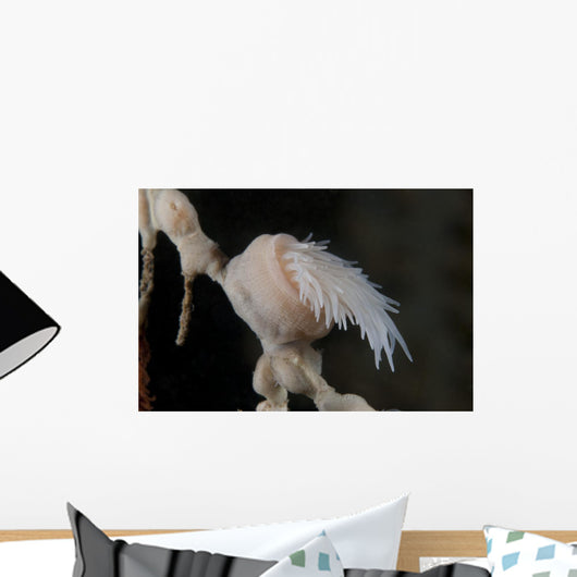 Cup Coral Polyps Hang Closed Wall Decal