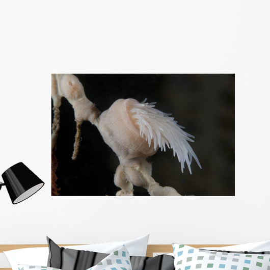 Cup Coral Polyps Hang Closed Wall Decal