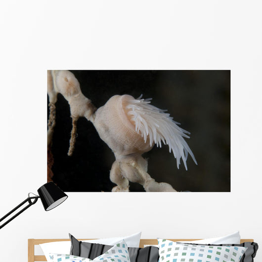 Cup Coral Polyps Hang Closed Wall Decal